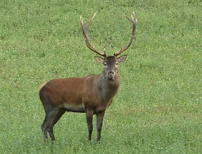 Cervo nell'AFV Lama